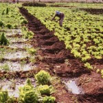 Eritrea, agriculture