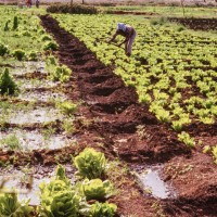 1656074651-eritrea-agriculture